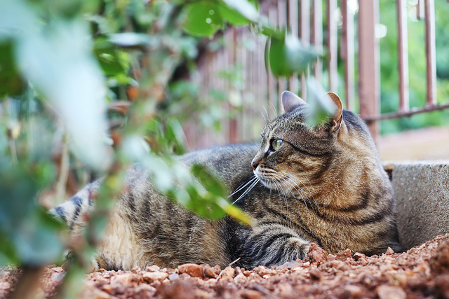 Cat at Büyükada Olga Irez Delicious Istanbul
