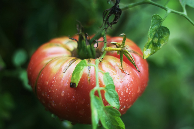 Ripe Tomato by Olga Irez of Delicious Istanbul