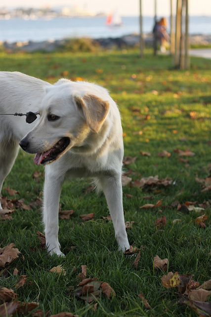 Being a Dog Owner in Istanbul post image