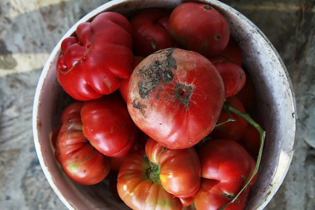 Ripe Tomato by Olga Irez of Delicious Istanbul