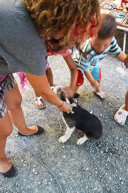 Petting a Puppy by Olga Irez of Delicious Istanbul