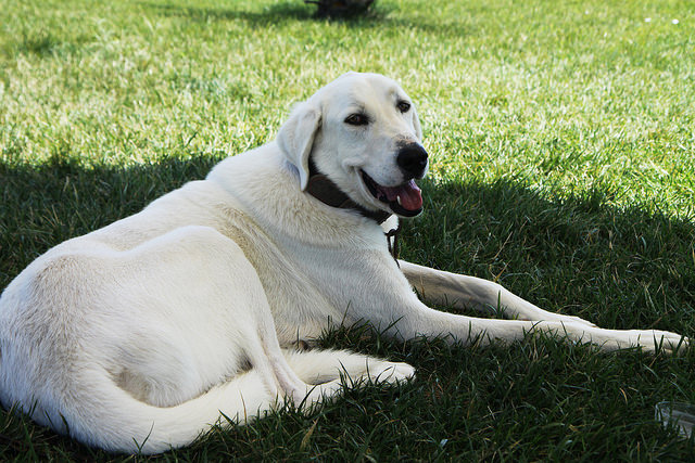 Anatolian Shepherd by Olga Irez of Delicious Istanbul