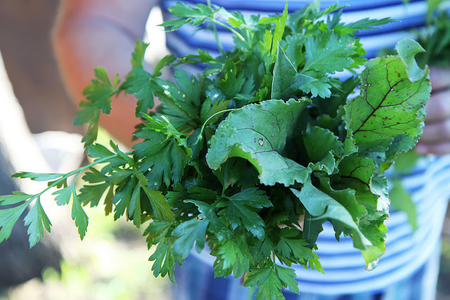 Garden Greens by Olga Irez of Delicious Istanbul