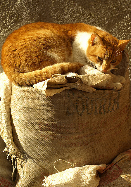 Cat Guarding the Sack Essaouira Morocco Olga Irez