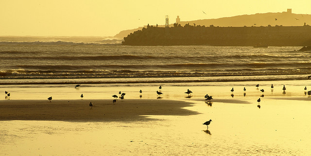 Seagulls Pasturing Essaouira by Olga Irez 2010