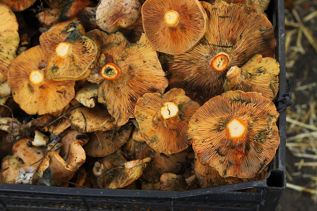 Kanlıca Mushrooms: My Work in Progress post image