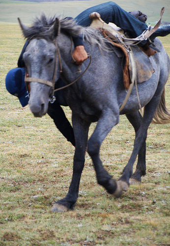 Falling From a Horse