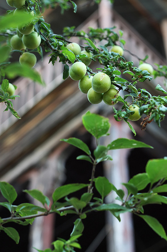 Buyukada Princes' Islands by Olga Irez of Delicious Istanbul