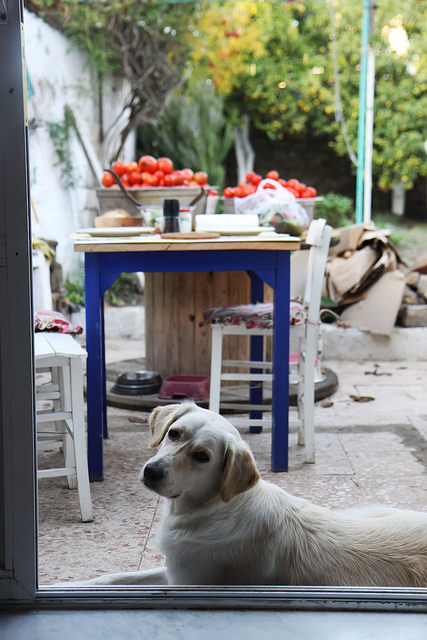 Spasibo Babushka post image