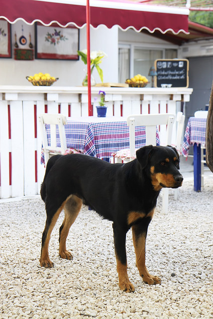 Babushka Restaurant Alacati