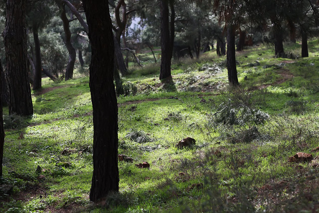 Heybeliada Prince's Islands by Olga Irez of Delicious Istanbul