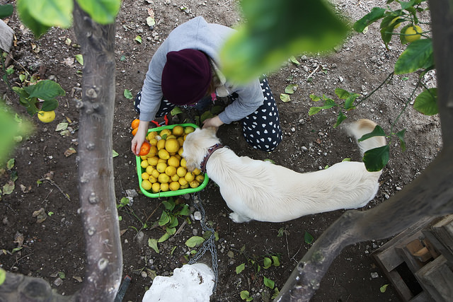 Lemon Picking by Olga Irez