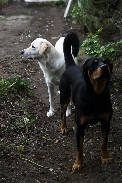 Sasha and Chorny by Olga Irez