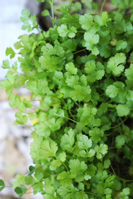 Baby Cilantro by Olga Irez